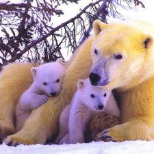 PolarBears