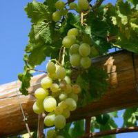 wine grape