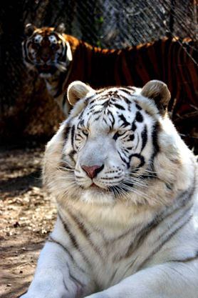 white tiger