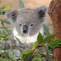 Australian koala with leaves