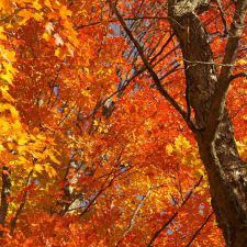 Fall foliage tree