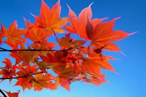 Red leaves blue sky