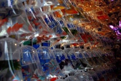 Goldfish market