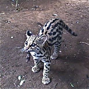 Baby ocelot