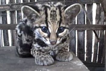 More baby ocelot