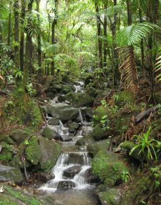 Waterfall in El Yunque National Forest