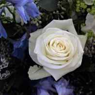 White Rose of remembrance