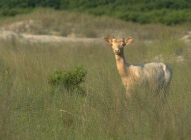 Fallow deer