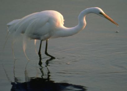 Heron in Little St. Simons