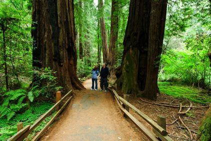 muir woods muir woods