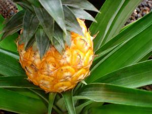 Pineapple plant