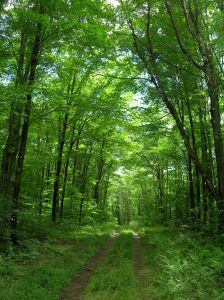 Green forest