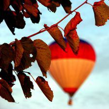 Leaves & Balloon