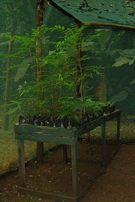 Onsite garden