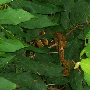 Snake in tree
