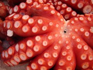 Octopus