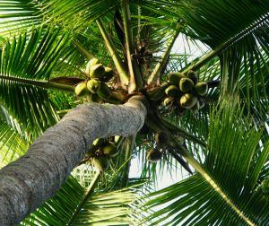 Coconut tree