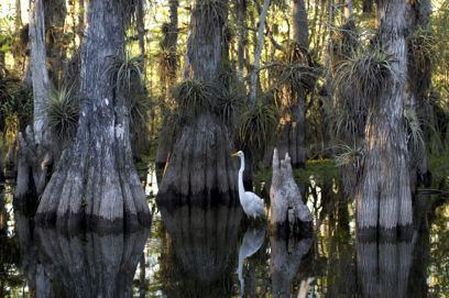 Great Egret in the Everglades