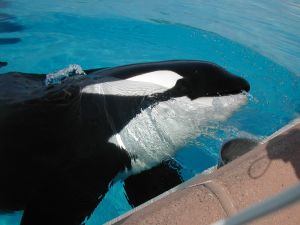 Orca Whale