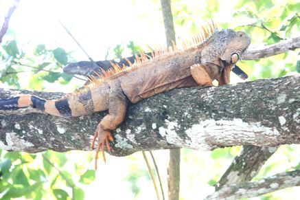 Iguana in Belize