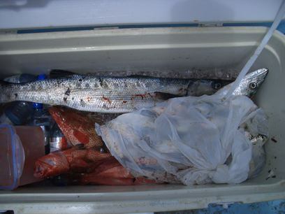 Fresh catch - Top Spots for Anglers