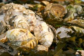 Oysters