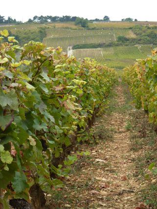 French Vineyard