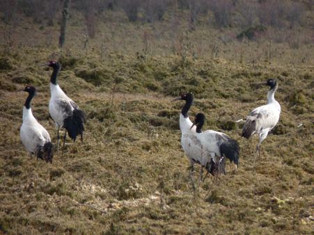 Black-necked cranes of Bhutan