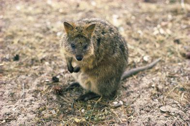 Quokka from Rottnest Island