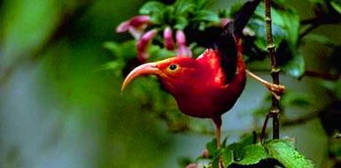 Bird in a Hawaiian Forest - photo via Hawaii Forest & Trail