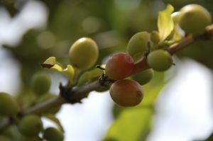 Coffee growing in Kona