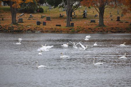 Connecticut River Swans