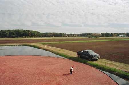 Cranberry Bog - New England
